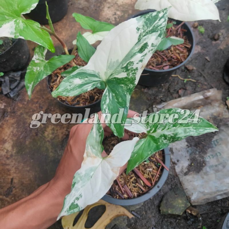 syngonium variegata - syngonium variegata Albo - syngonium