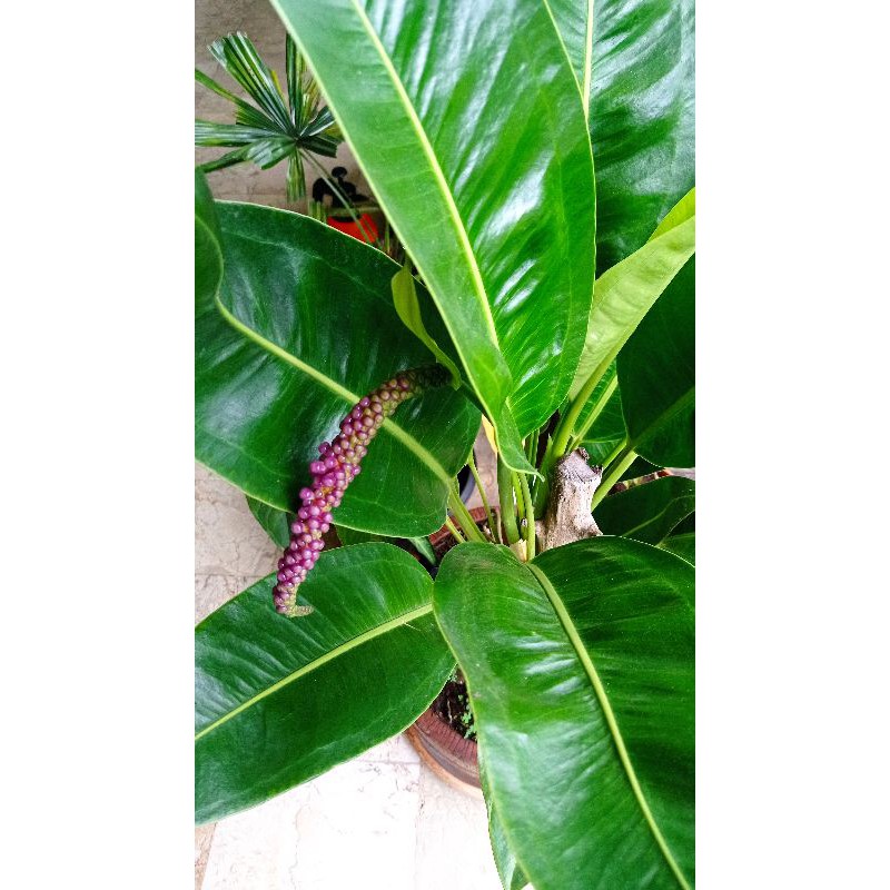 Tanaman Anthurium Golok Anthurium Maricense Mayo Tanaman Anthurium Tanaman Murah