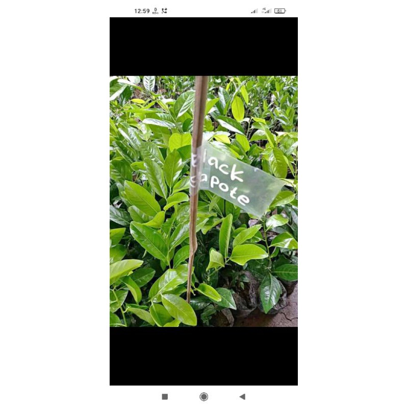 bibit black sapote