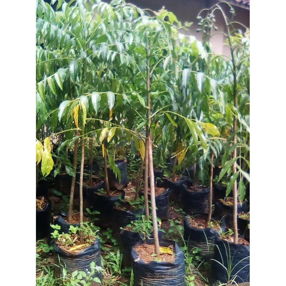 Berkah Bibit Kedondong Mini Sudah Berbuah // Kedondong Mini //Tanaman Buah