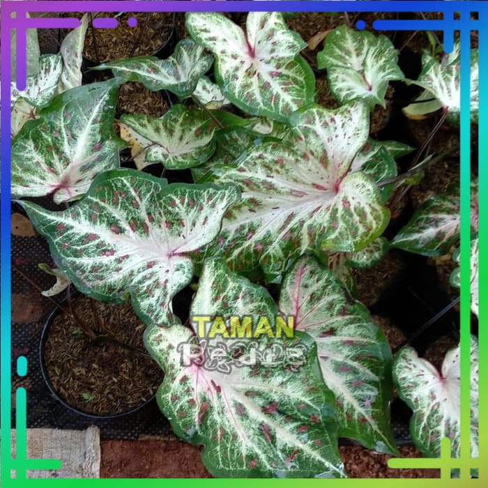 Tanaman Hias Keladi Wayang/ Caladium Wayang/ Keladi Wayang Batik