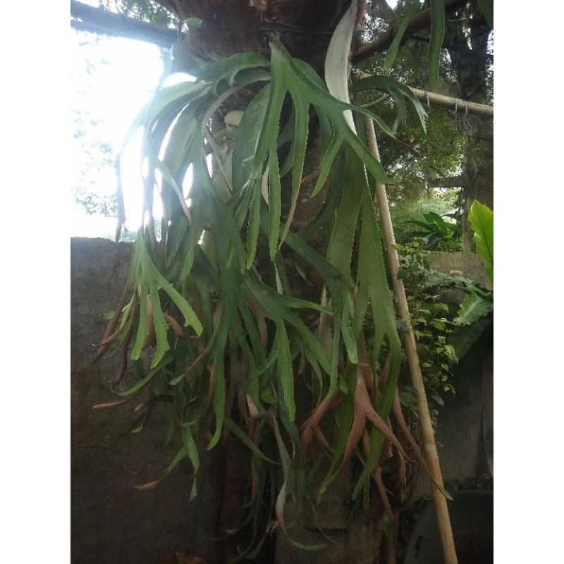 tanaman hias tanduk rusa ukuran besar 1m kebawah