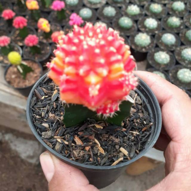 Kaktus merah orange import grafting