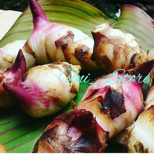 

UMBI GANYONG GANYO SEGAR BASAH HIPERTENSI DLL OBAT HERBAL TANAMAN HERBAL / 500 gram