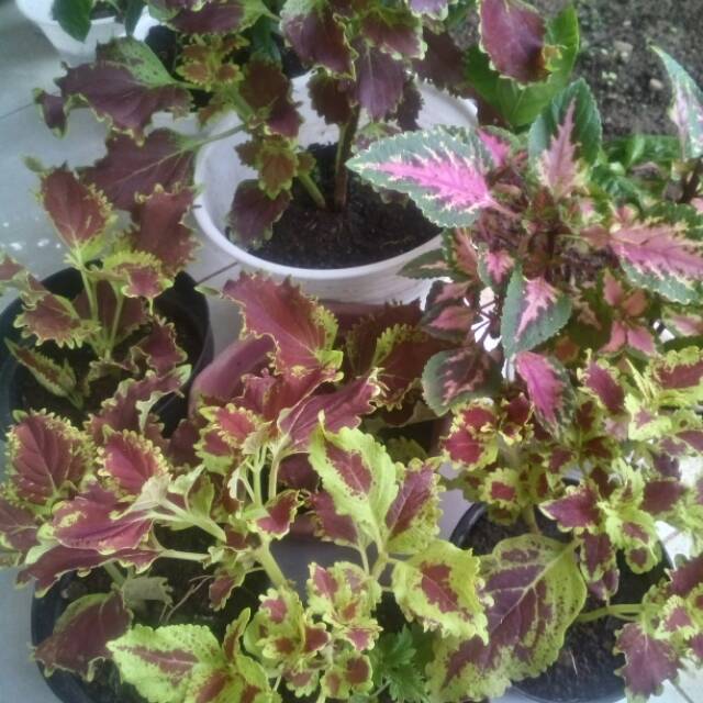 Coleus/Miana/Jawer kotok tanaman sudah berakar