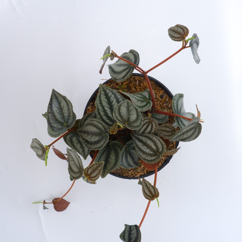 Peperomia Butingii - Tanaman Hias