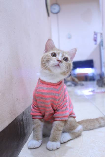 Baju rajut lucu strip pingin untuk kucing dan anjing / baju kucing murah size S M L XL