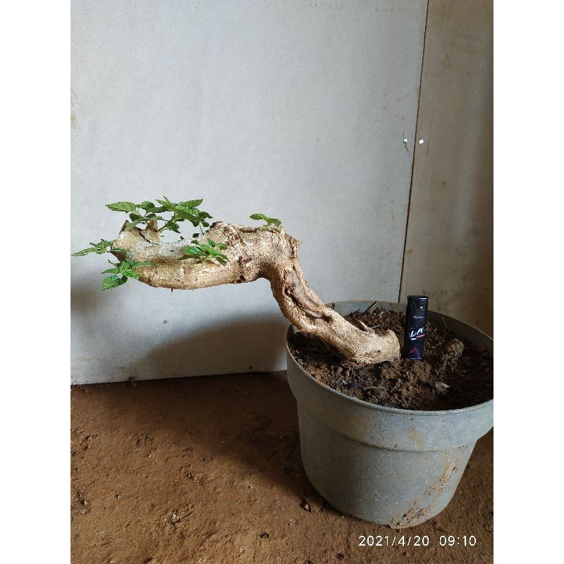 BONSAI LANTANA / BONSAI LANTANA BERKARAKTER / BONSAI MURAH
