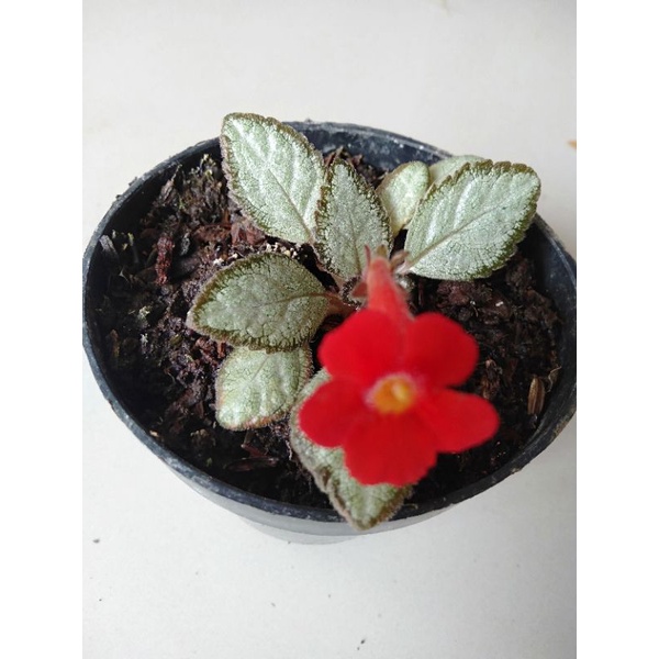 episcia silver skies / tanaman gantung episcia bludru