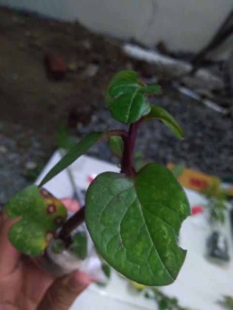 Bibit Zodiya Anti Nyamuk