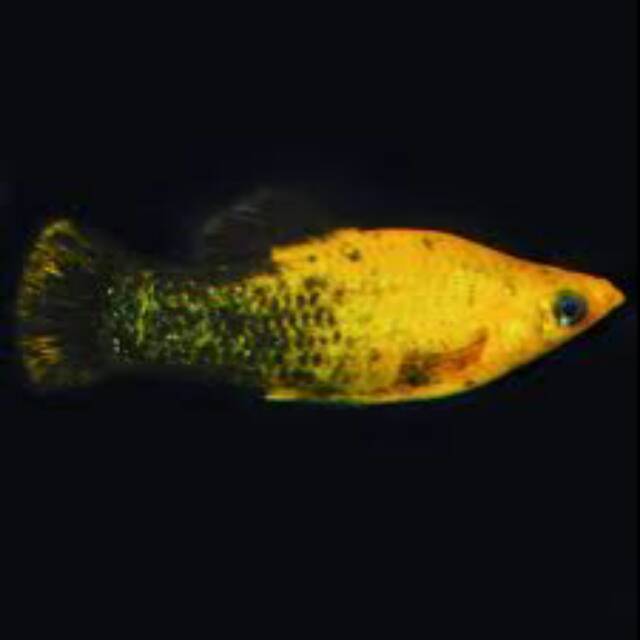 

golden black fish