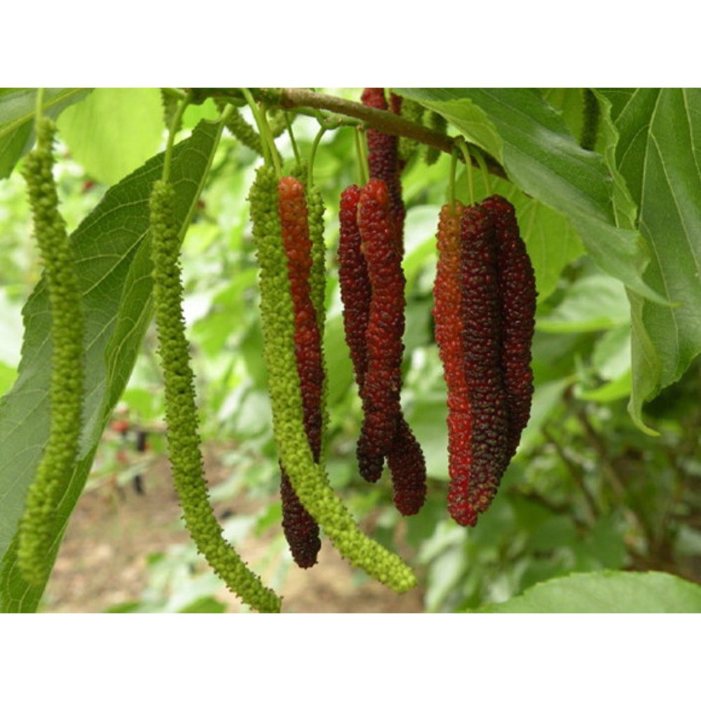 Bibit Long Murbei Manis/ Murbei Panjang/ Long Murbey