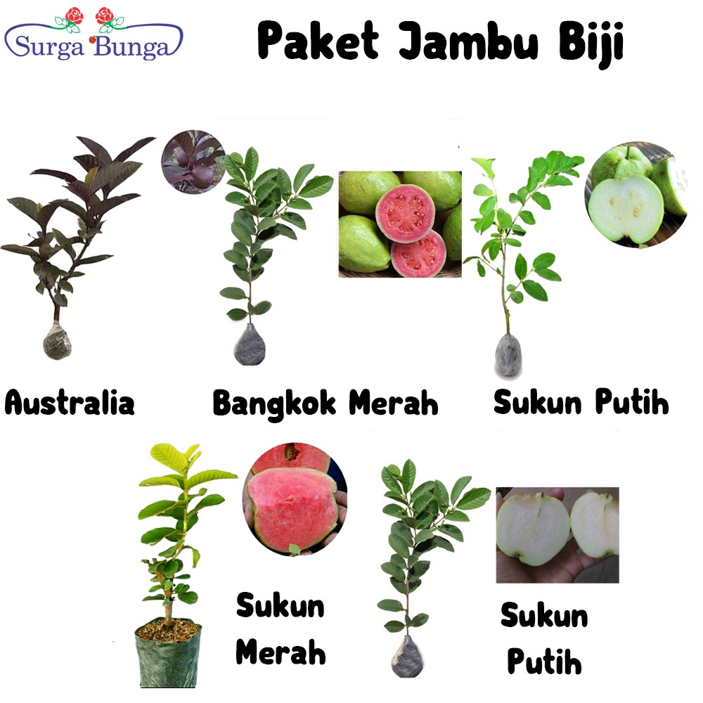 Paket Murah Tanaman Buah Jambu Biji 5 Jenis Berbeda Shopee Indonesia