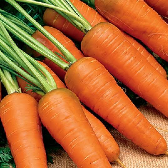 Benih Bibit Biji Unggul Wortel Organik - Buah Besar Non GMO - Wortel Oren 50 Biji