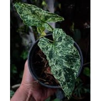 Tanaman Singonium Mojito / Syngonium Mojito