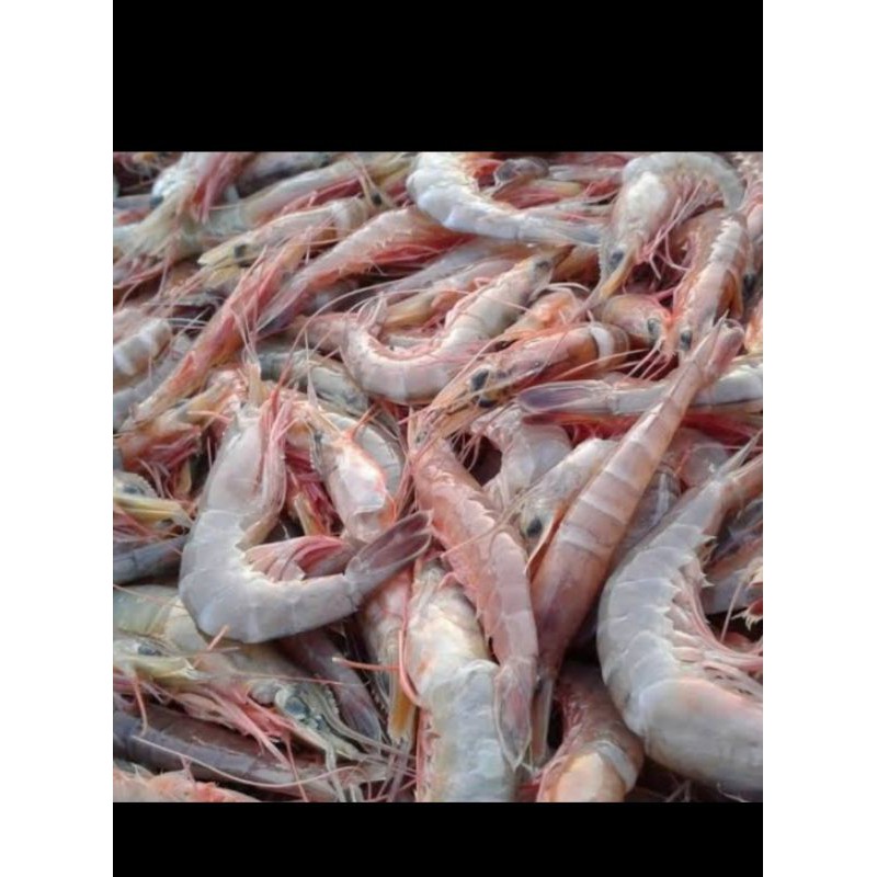 

Udang jerbung fresh segar - 1 kilogram