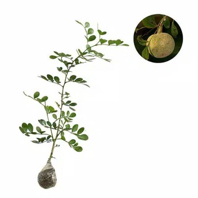 Bahan Bonsai Kawista Batu