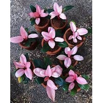 tanaman philo pink congo remaja - bunga phillodendron pink congo bergaransi