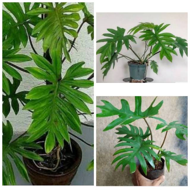 Tanaman hias philodendron mayoi / philodendron mayoi /philodendron