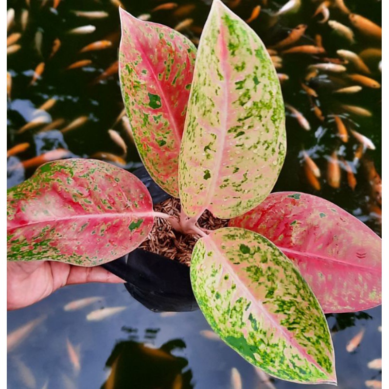 aglonema murah big roy