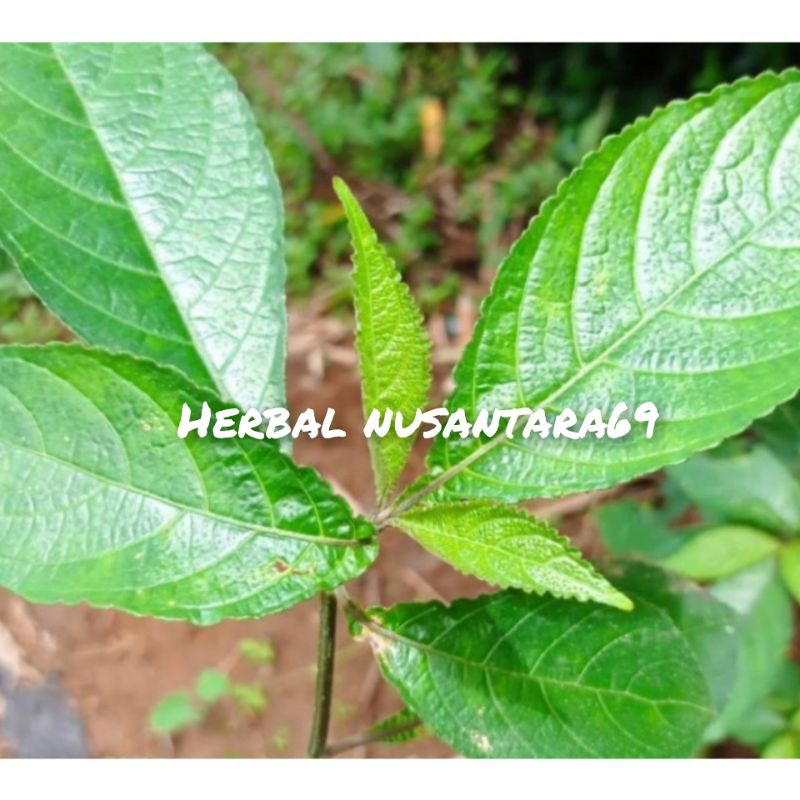 

DAUN PECAH BELING SEGAR PER HELAI