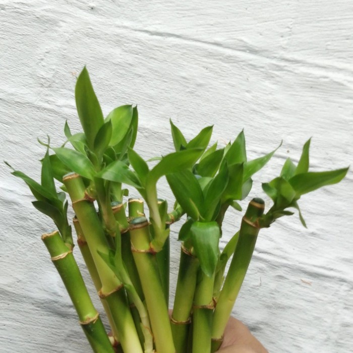 Bambu Hoki batang perbatang -+ 15 cm/bibit tanaman/ aquascape / cupang