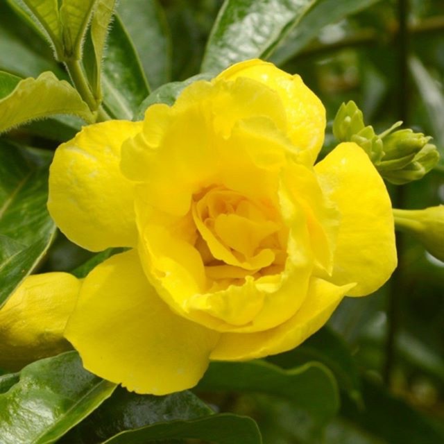 Allamanda Williamsii