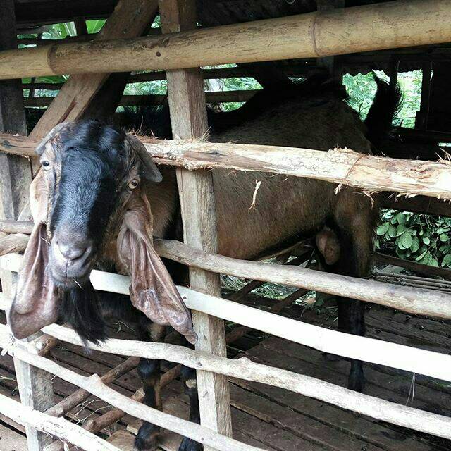 

Jual kambing Aqiqah & kurban