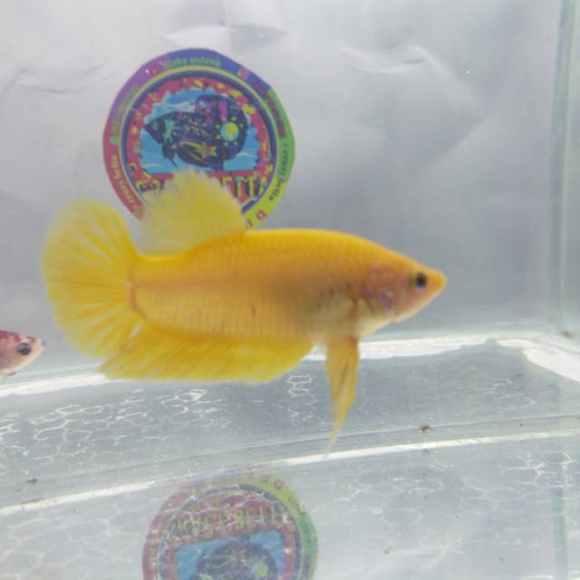 Ikan Cupang Yellow Banana 1 Pair Shopee Indonesia