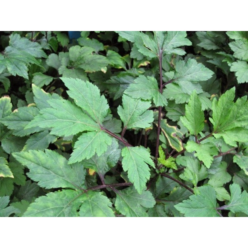 Purwa-Ceng (Pimpinella pruatjan) Serbuk