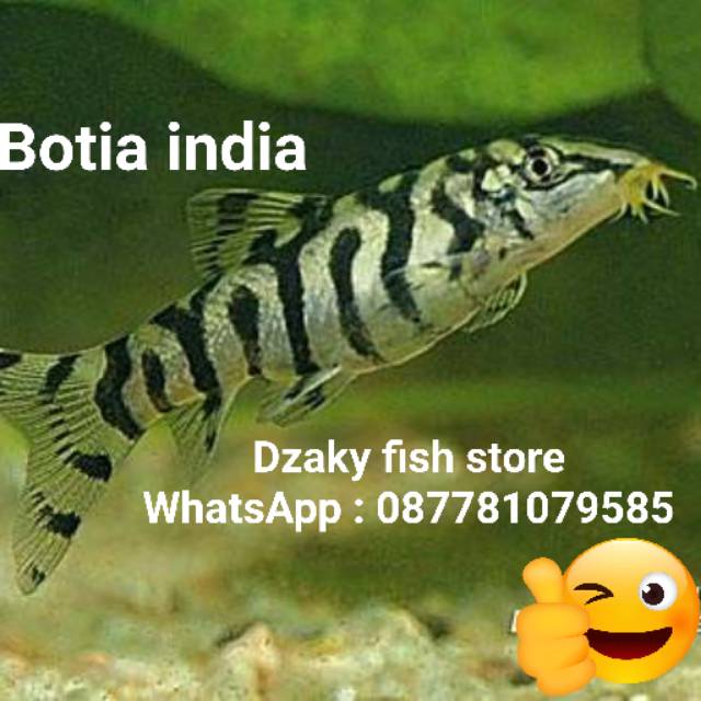Ikan hias air tawar botia india