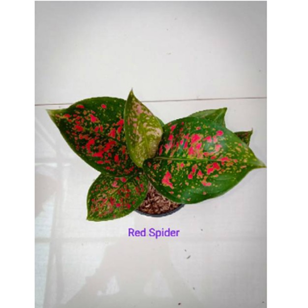 Aglonema Red Spider