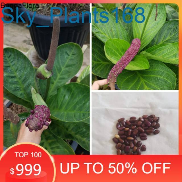 Biji Anthurium Jemani Mangkok