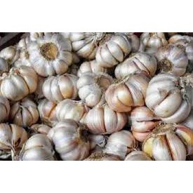 

BAWANG PUTIH 250 GRAM - FC PALEMBANG