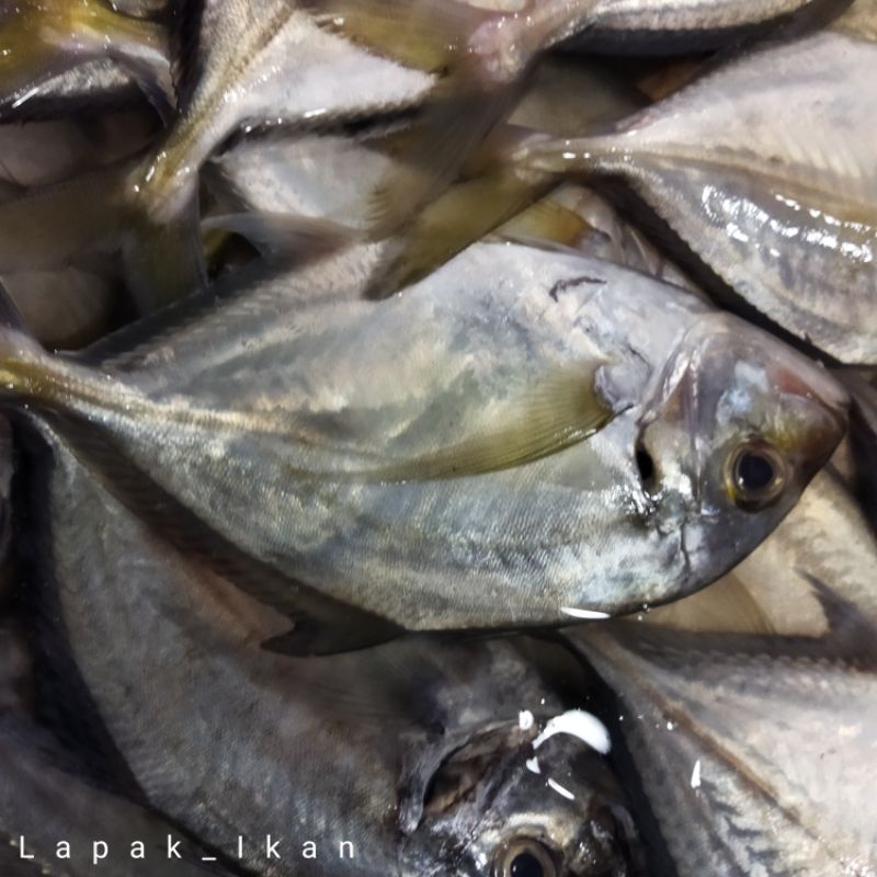 

Ikan Kuwe Segar 1~Kilogram