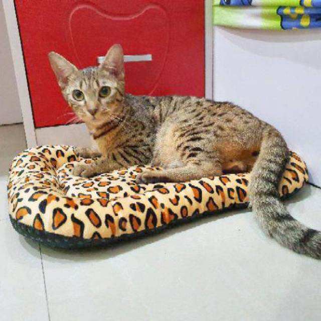 Tempat Tidur kucing/Warm Bed/Bantal Kucing/Pets Bed /kasur kucing/ kk