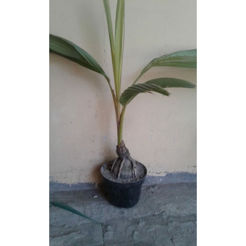 Bonsai Kelapa / Bonkla bentuk unik bagus