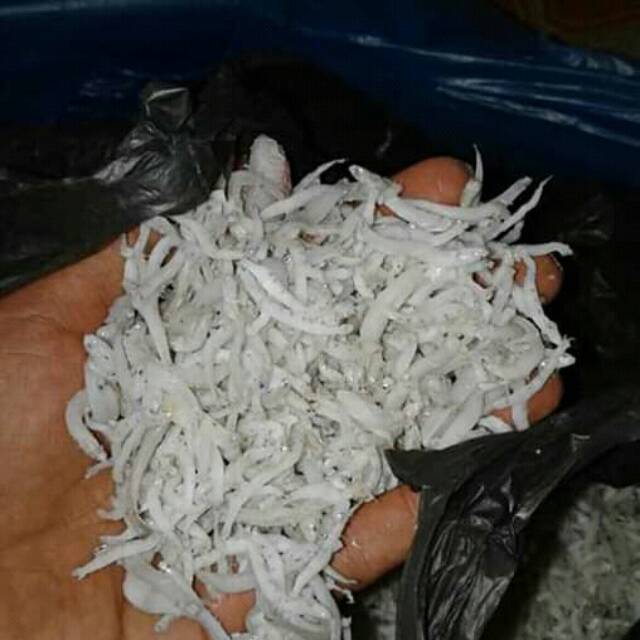 

Ikan teri medan