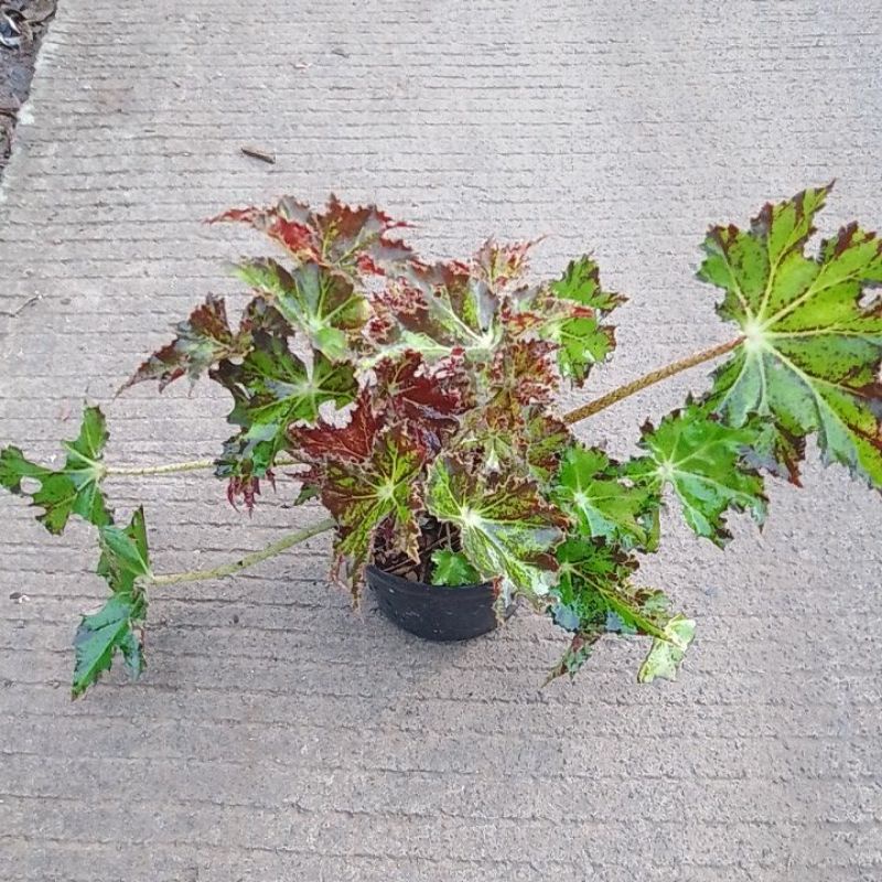 BEGONIA TOTOL KUNING/BUNGA BEGONIA/BENIH BUNGA