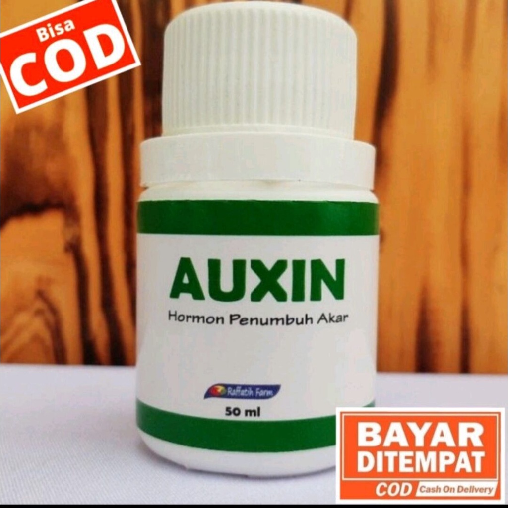 AUXIN HORMON PERTUMBUHAN AKAR, PERANGSANG AKAR