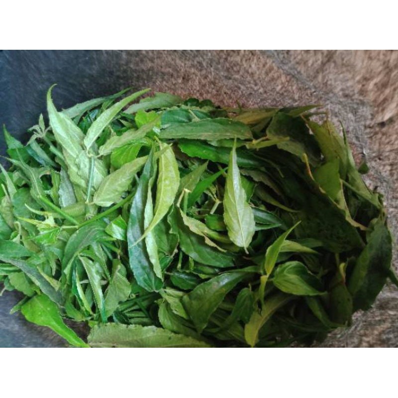 DAUN BELALAI GAJAH - DAUN KALINGSIR SEGAR 1 KG