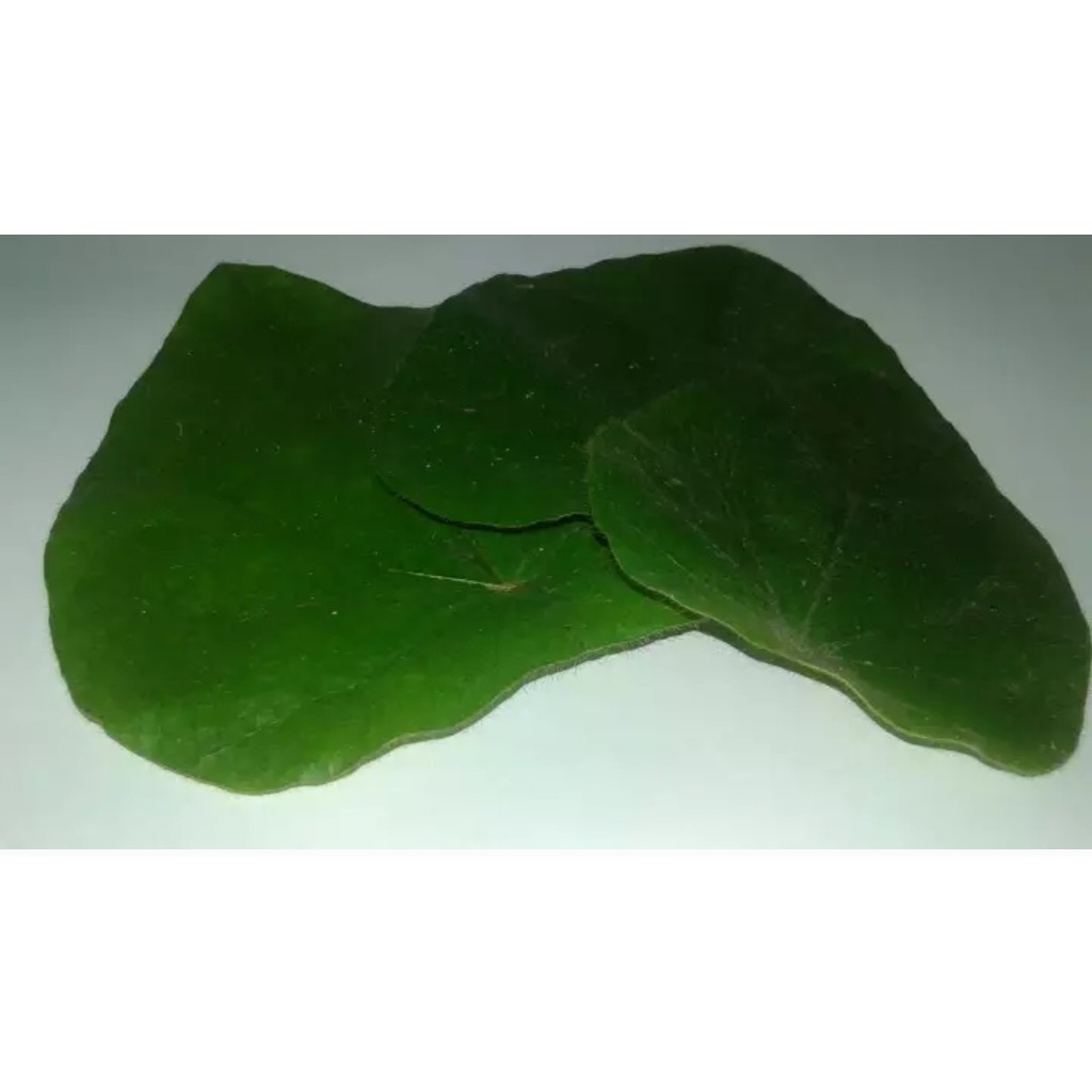 Daun cincau bulu / cincau rambat berbulu 100gr
