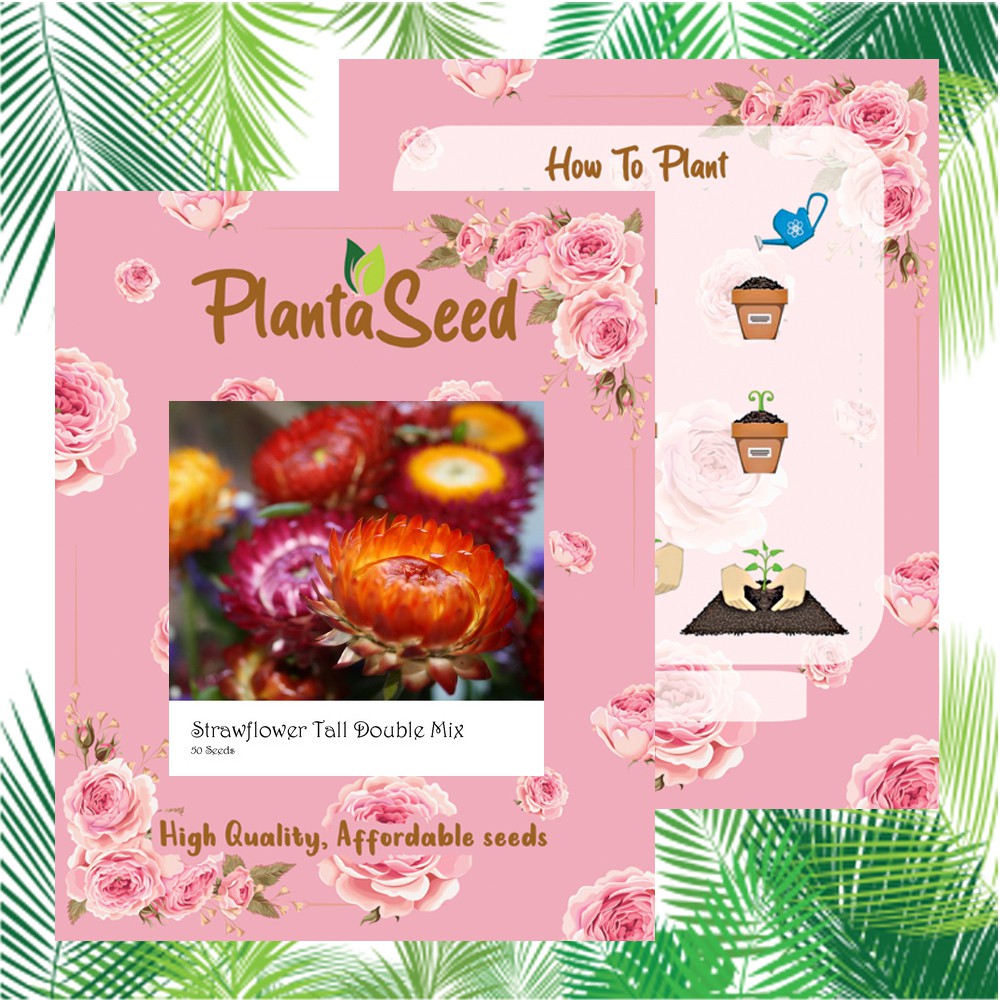 PlantaSeed - 50 Seeds - Strawflower Tall Double Biji Bunga - PAS0234