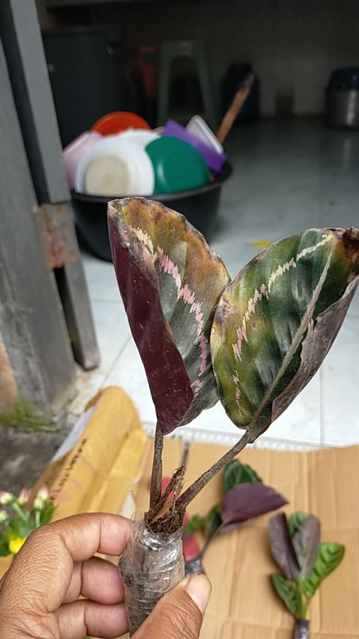 Taman Hias Calatea Black Lipstik