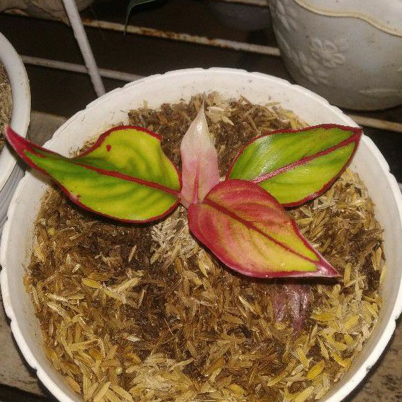 aglonema siam aurora mutasi albino