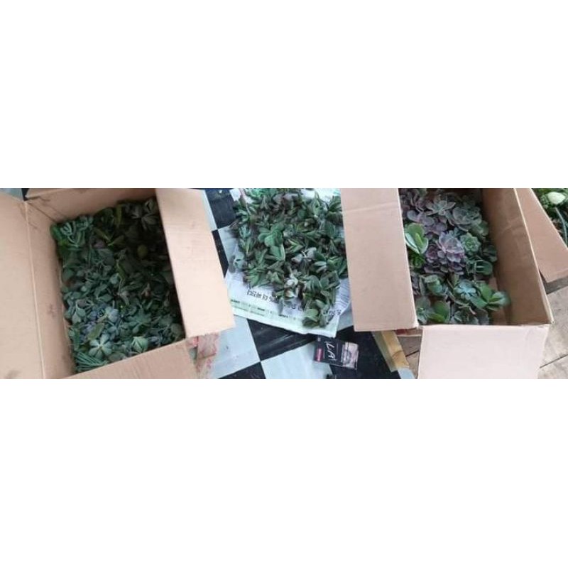 sukulen kaktus mini 30pcs tanpa akar(potelan)
