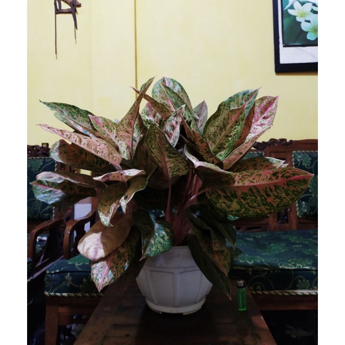 big roy rumpun indukan jumbo