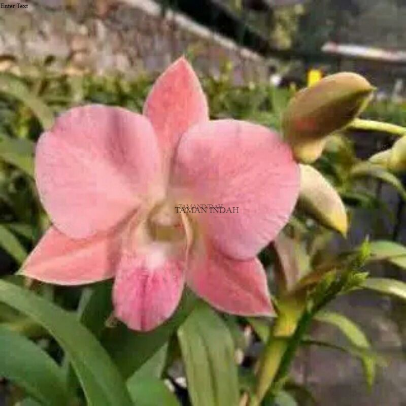 Jual Seedling anggrek dendrobium sripatum orange