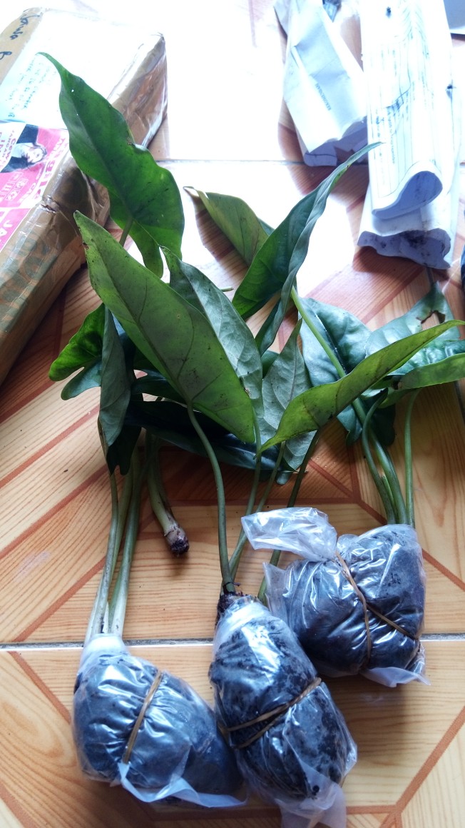 Termurah Alocasia Reversa Rawatan Daun 2 Minimal Order 5 Pohon