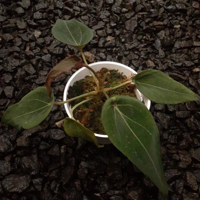 Tanaman Hias Anthurium Forgetii / Kuping Gajah Buta X Papillilaminum Senapmena